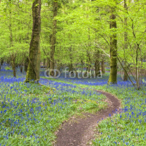 Fototapety Magical forest and wild bluebell flowers