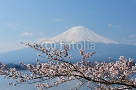 Naklejki Mt Fuji and Cherry Blossom