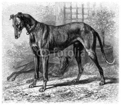 Naklejki Greyhound - Levrier - Windhund