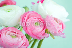 Naklejki Bouquet of pink and white ranunculus