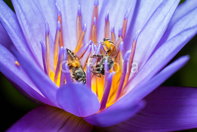 Bee collecting pollen in lotus