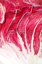 Fototapety Abstract close up of a radicchio