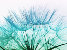 Fototapety Detail of dandelion against white background