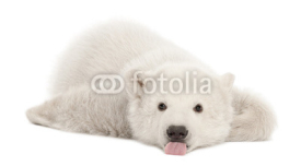 Obrazy i plakaty Polar bear cub, Ursus maritimus, 3 months old