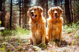 Naklejki Portrait of a two  dogs