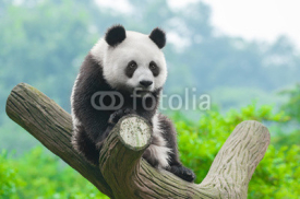 Naklejki Giant panda bear climbing in tree