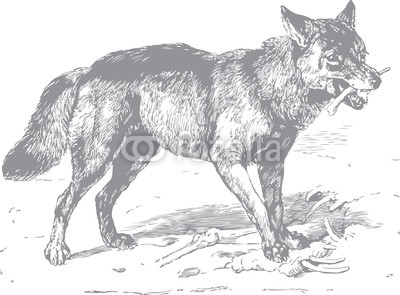 Wolf with bone in mouth