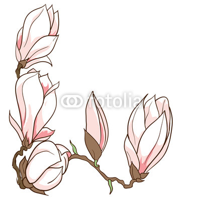 Vector hand drawn magnolia flowers frame
