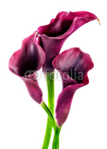 Fototapety calla lilies