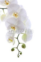 Naklejki White orchid isolated on white