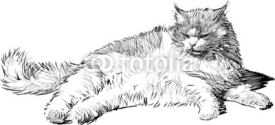 Fototapety lying cat