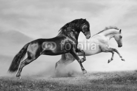 Fototapety horses run