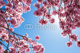 Naklejki Spring tree with pink flowers