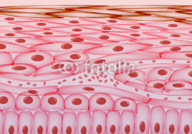 Naklejki Blood in veins Under Skin Cells, Layers - Vector Illustration