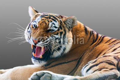 growling tiger