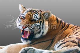 Naklejki growling tiger