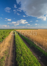 Naklejki Summer Landscape with Wheat Field