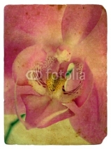 Naklejki pink orchid. Old postcard