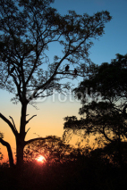 Naklejki Sillhouettes of vultures in a tree at sunset, South Africa