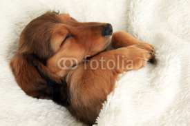 Naklejki Sleeping dachshund puppy