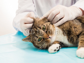 Fototapety Tierarzt bei Behandlung Milben in Ohr von Katze
