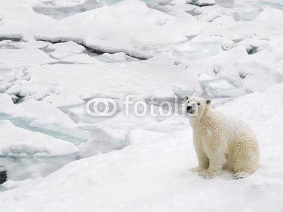 Polar bear on snowy day