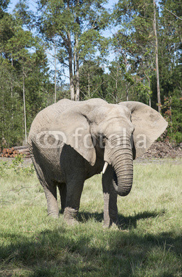 Young African elephant eating grass. South Africa