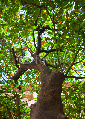 Mandarin tree in the Poble Espanyol. Barcelona.