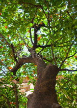 Fototapety Mandarin tree in the Poble Espanyol. Barcelona.