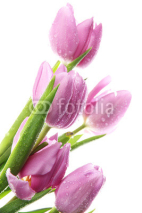 Naklejki Beautiful bouquet of purple tulips, isolated on white