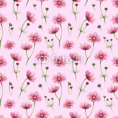 Cosmos flowers illustration. Watercolor seamless pattern