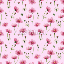 Fototapety Cosmos flowers illustration. Watercolor seamless pattern