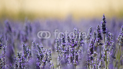 Lavender flower field. Close up. France.