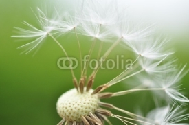 Fototapety Dandelion seeds