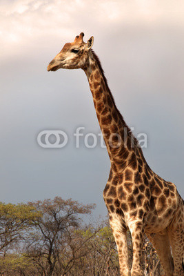 Giraffe against a thunderstorm brewing in the back.