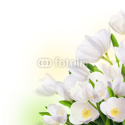 White tulips with green grass. Floral background.