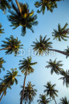 Obrazy i plakaty Palm trees against blue sky