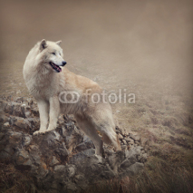Naklejki White wolf at the night