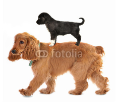 Naklejki Cocker spaniel riding small puppy on back, isolated on white