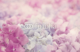 Naklejki Pink hydrangea flowers