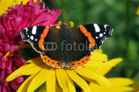 Fototapety Admiral Butterfly