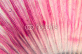 Gills of fish under the microscope.(soft focus and have Grain/Noise )