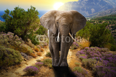 Elephant walking on the road at sunset