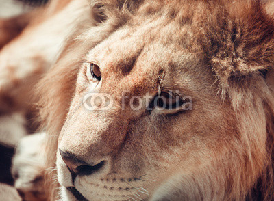 close-up portrait of a lion in nature