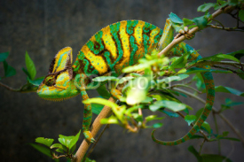 Obrazy i plakaty Veiled chameleon
