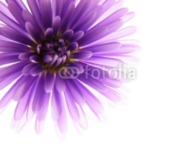 Fototapety colorful asters