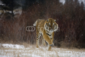 Naklejki Siberian tiger, Panthera tigris altaica