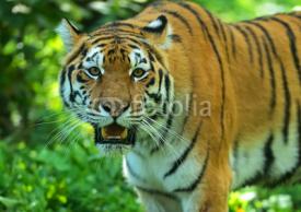 Obrazy i plakaty Amur Tiger
