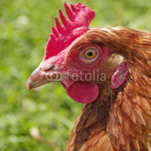 Fototapety chicken