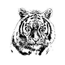 Naklejki tiger art illustration color